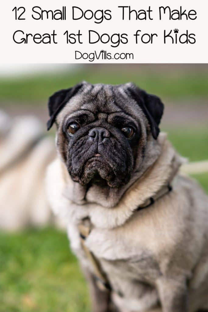 Wondering which of the small dog breeds are best for families with kids? Take a look at our list and adopt your new family friend today!