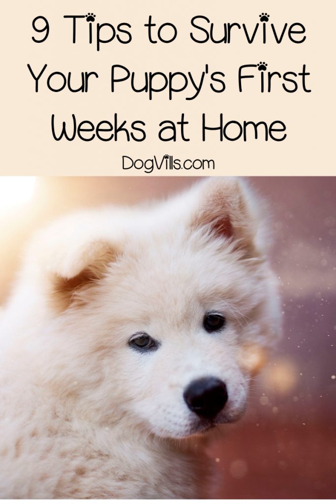 Do you feel like you don’t know how you’ll survive "puppy overwhelm"? Read on for 9 tips to help you make it through those first weeks!