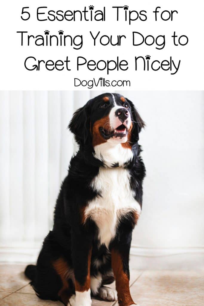 Want Fido to stop trampling everyone who walks through your door? Check out our guide for how to train your dog to greet visitors nicely!