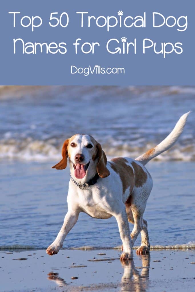 Grab your coconut water & sunblock, we're heading down to the Equator for these top 100 tropical dog names for male & female pups! Check them out!
