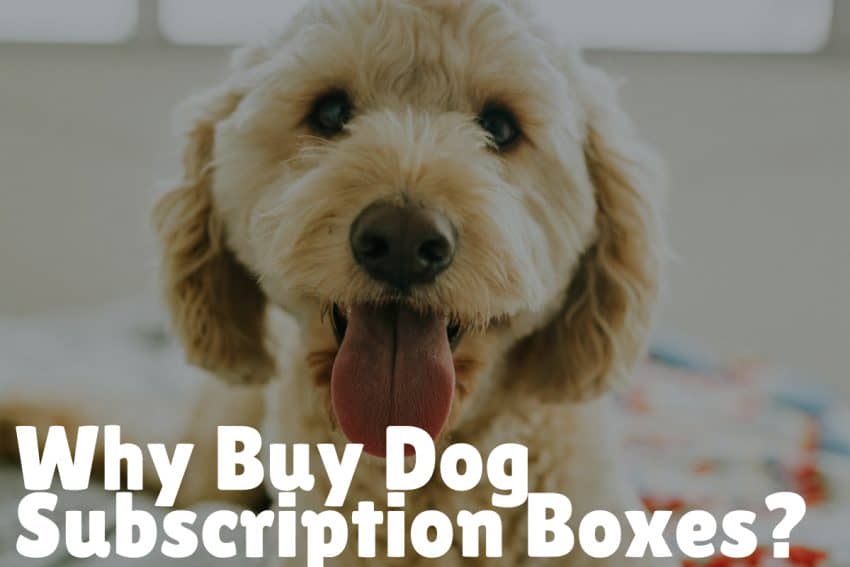 Why Buy Dog Subscription Boxes?