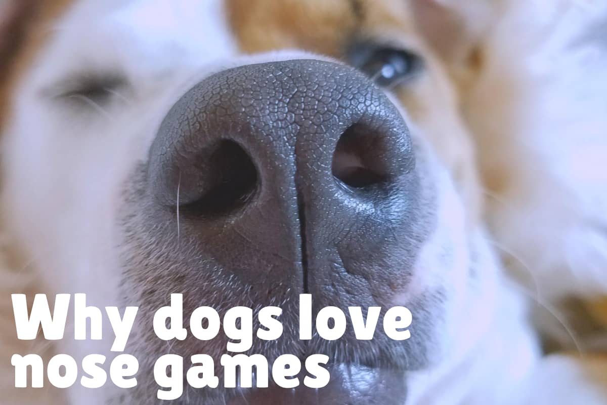 Nose Games How to Teach Your Dog to Find Things DogVills