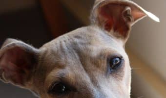 Looking for the best Italian Greyhound names? We've got you covered! Check out 100 beautiful ideas straight out of Italy that we adore!