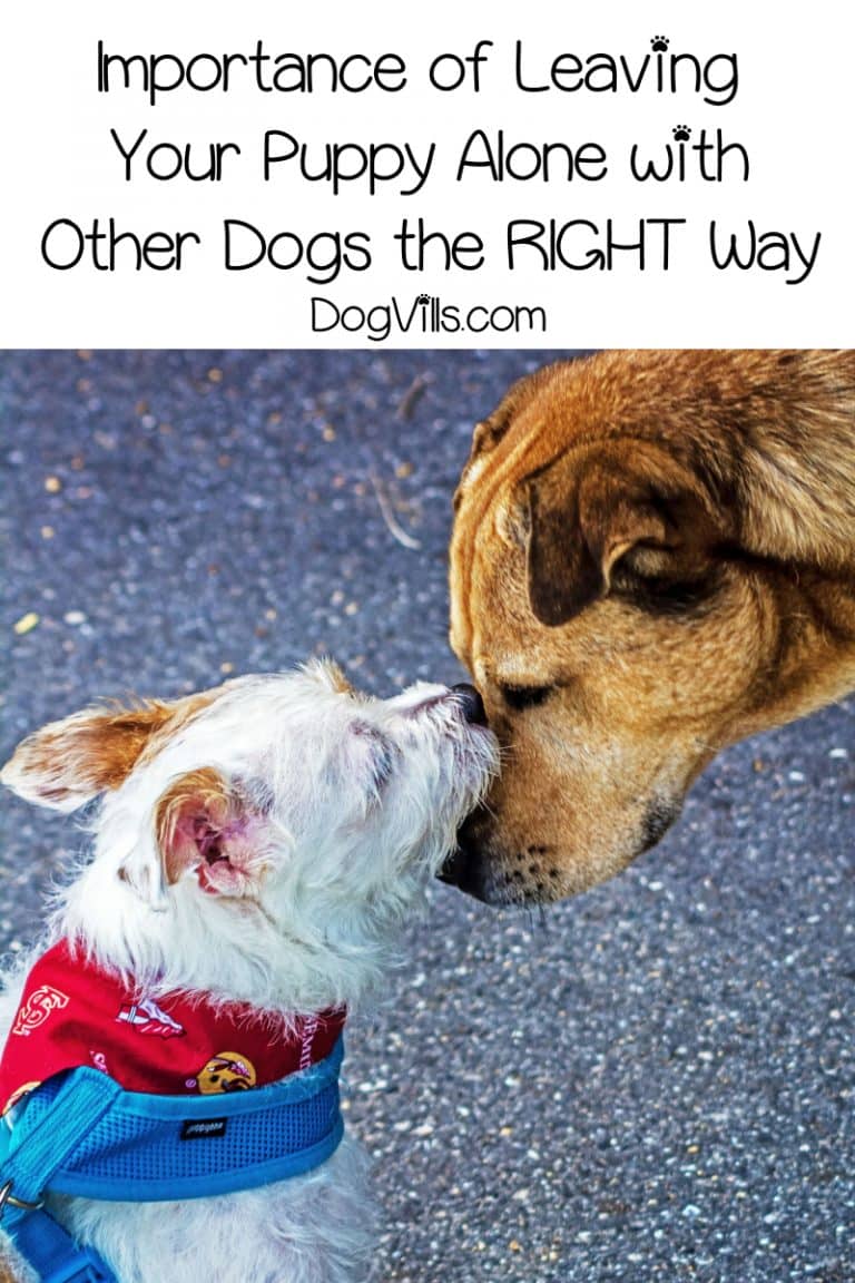 Leaving Your Puppy Alone with Another Dog Is it Okay? DogVills