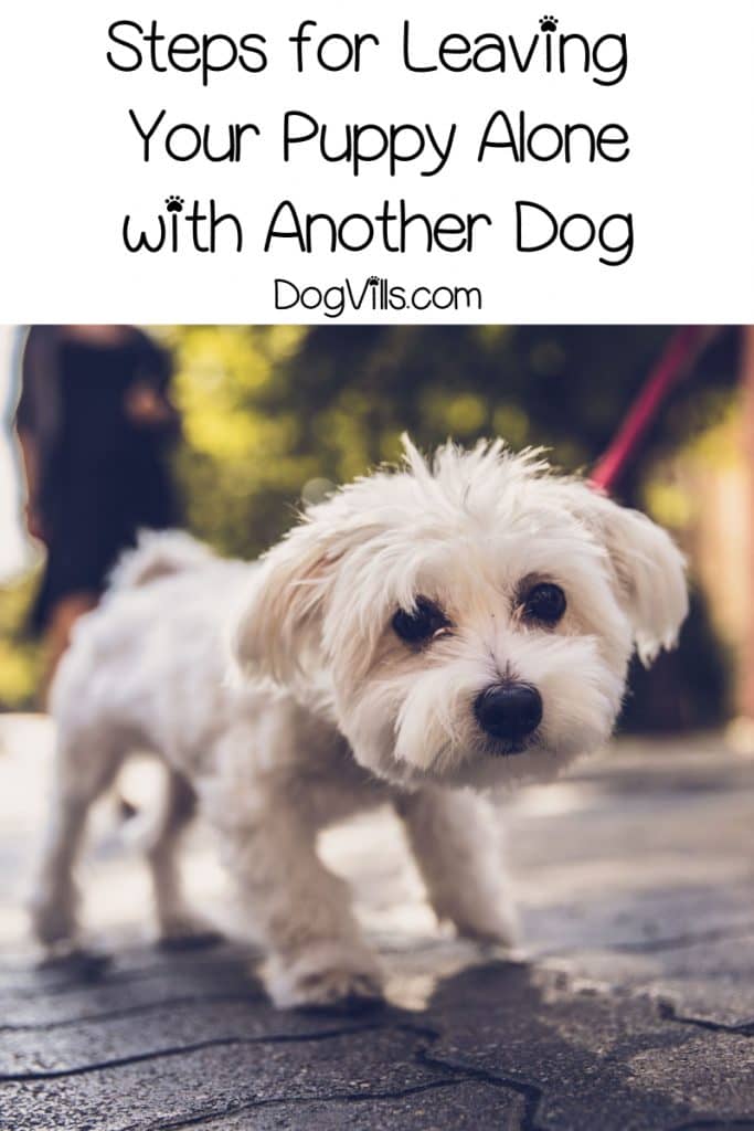 Leaving your puppy alone with another dog is great if you do it right. These steps will help make sure both dogs are safe when home alone!