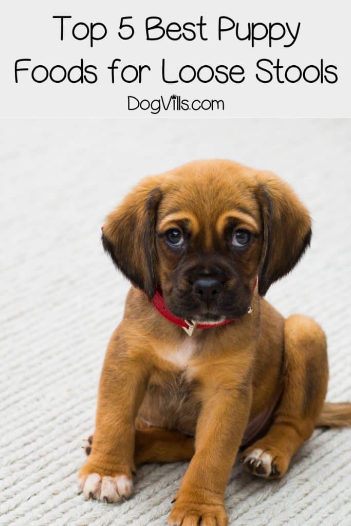 What puppy food is best for diarrhea? Read on for the best types of food for puppies with sensitive bellies, plus learn the common causes of loose stools.