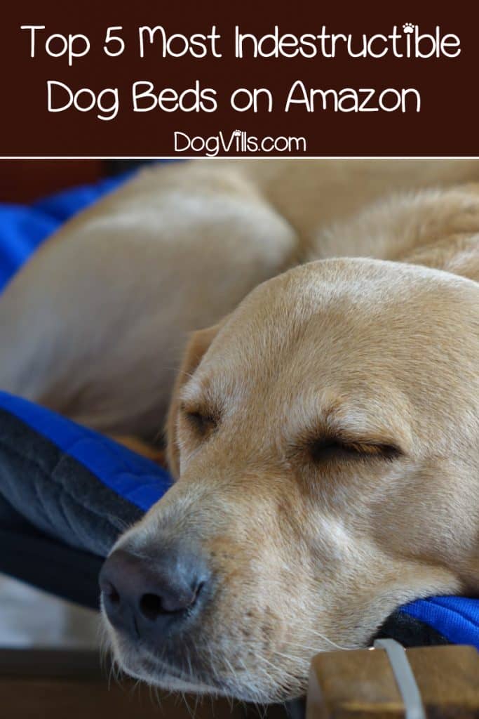 If you're looking for the most indestructible dog beds, I've got you covered! Today, we'll check out 5 beds on Amazon that can take a beating!