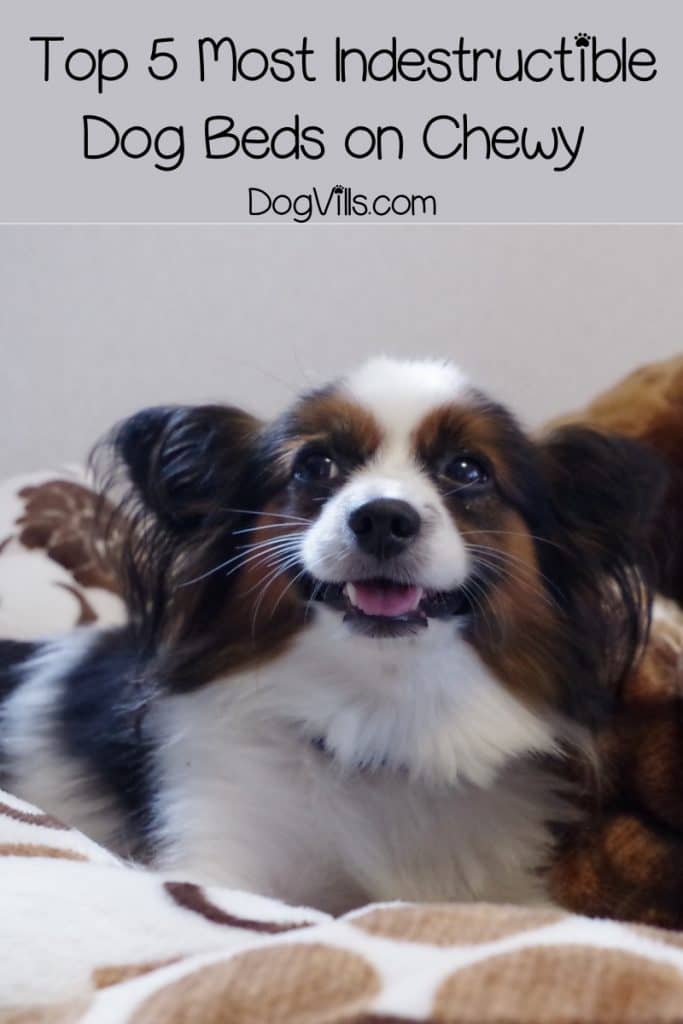 If you're looking for the most indestructible dog beds, I've got you covered! Today, we'll check out 5 beds on Amazon that can take a beating!