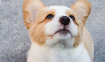 What puppy food is best for diarrhea? Read on for the best types of food for puppies with sensitive bellies, plus learn the common causes of loose stools.