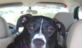 If you're hitting the road with Fido, you definitely want to check out the best dog beds for cars, dog car seats, and other safe travel solutions! Take a look!