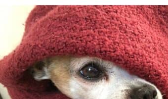 Looking for the best heated dog houses, mats and other accessories to keep Fido warm all winter? Check out our top ten picks!