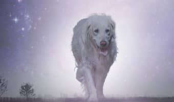 If you're looking for the best cosmic dog names for your out-of-this-world pooch, you'll love our list! Check out the top 100 ideas for males & females!