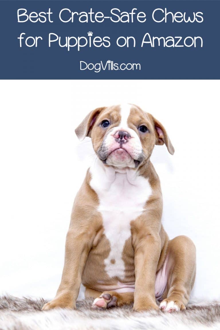 10 Best CrateSafe Chews to Leave with Your Puppy DogVills