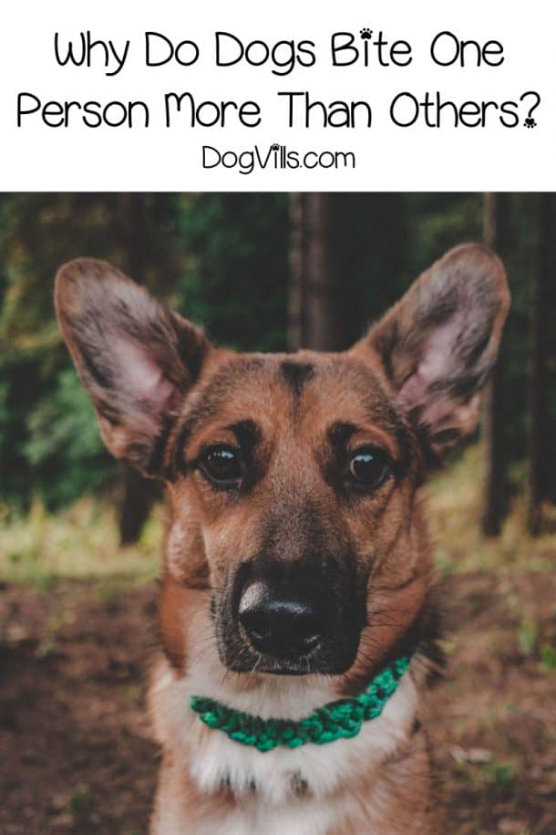 Why Does My Dog Bite Me and Not My Husband DogVills