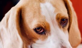 Wondering how old dogs should be before eating bully sticks and other chews? Do you know how to give them safely? Read on for all the answers!