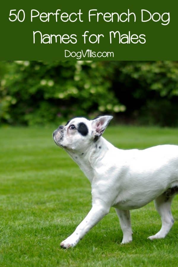 100 Charming French Dog Names DogVills