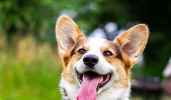 Looking for funny Italian dog names? We rounded up 100+ of the cleverest ideas for male & female dogs. We even threw in some strictly Sicilian dog names! Check it out!