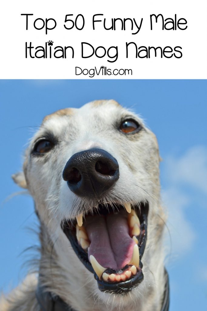 Looking for funny Italian dog names? We rounded up 100+ of the cleverest ideas for male & female dogs. We even threw in some strictly Sicilian dog names! Check it out!