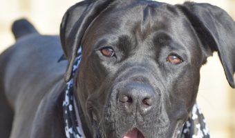 Looking for magnifico Italian dog names for cane corso puppies? Check out the top 100 for both male & female pups!