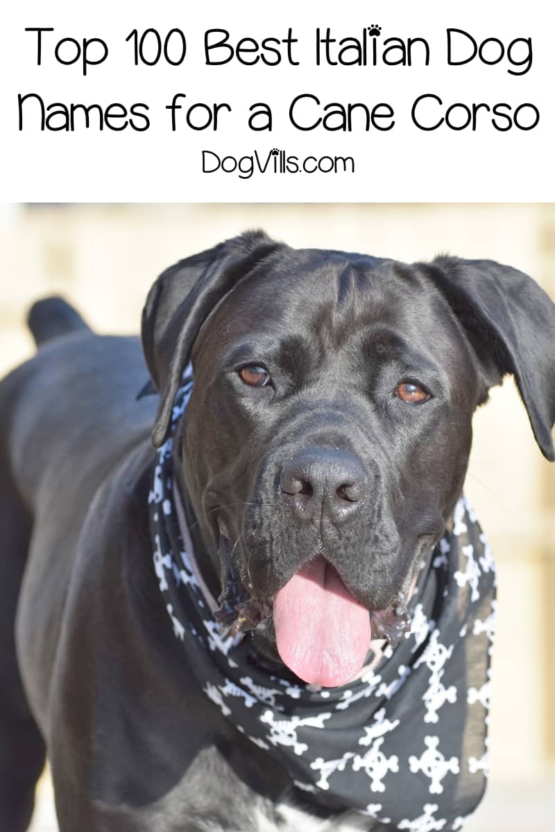 Top 100 Italian Dog Names For Cane Corso Puppies Dogvills