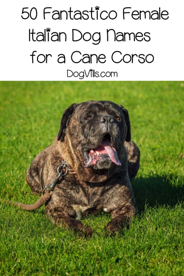 Top 100 Italian Dog Names for Cane Corso Puppies DogVills