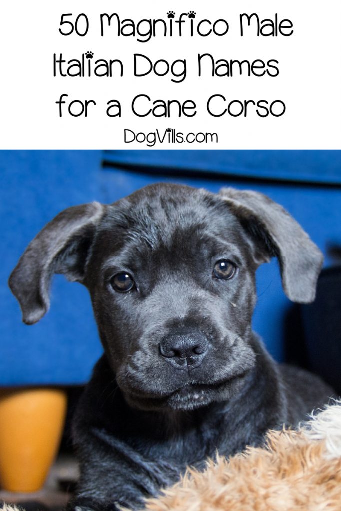 Looking for magnifico Italian dog names for cane corso puppies? Check out the top 100 for both male & female pups!