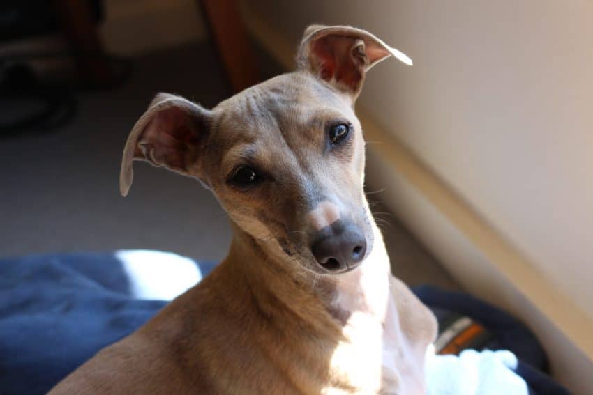 Italian Greyhound, a velcro dog indeed