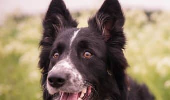 Do you want to know which the most obedient dogs and least obedient dogs are? Today, you'll find out! Read on for the top 5 breeds in each category!