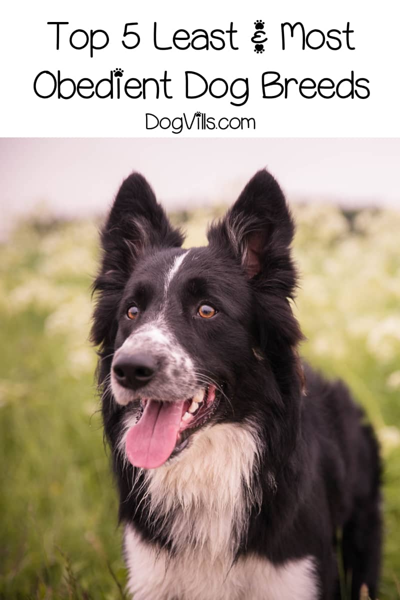 Top 5 Most & Least Obedient Dog Breeds DogVills