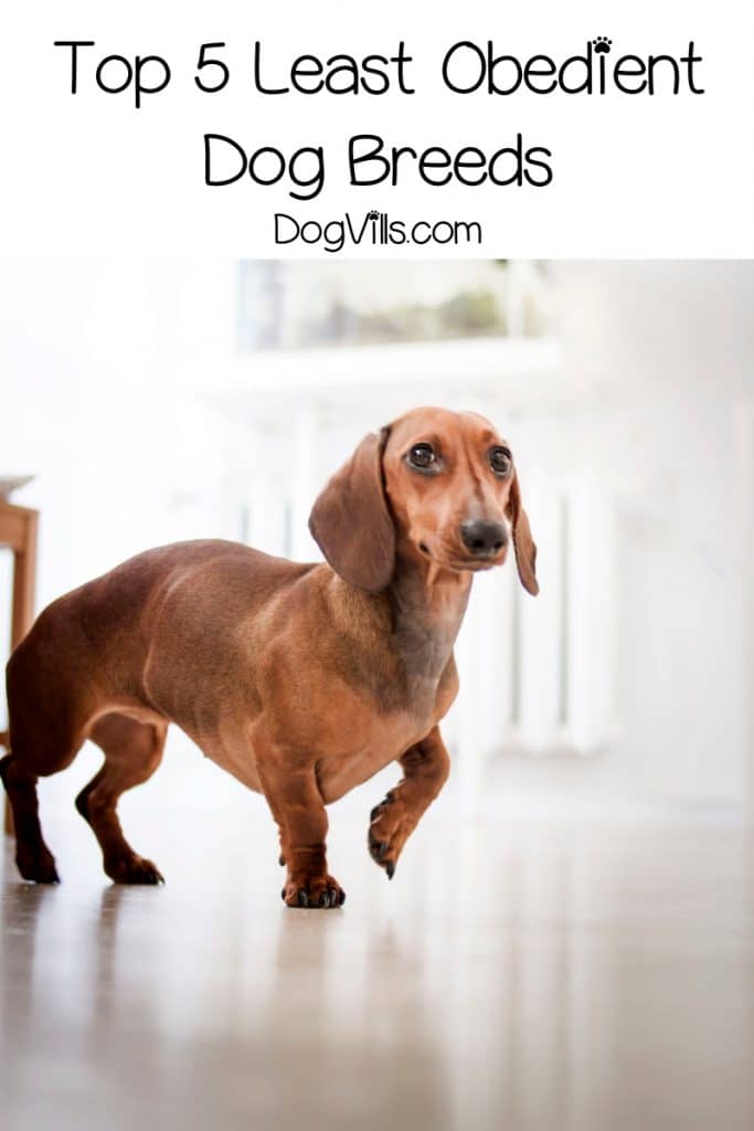 Do you want to know which the least obedient dogs are? Today, you'll find out! Read on for the top 5 breeds that are notoriously challenging to train.