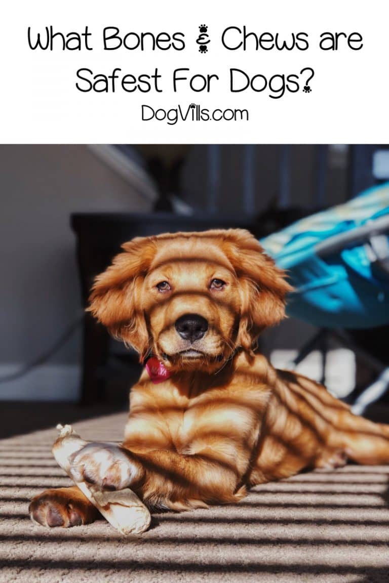 Bully Sticks and Dog Chew Items How & When to Give Them Safely DogVills