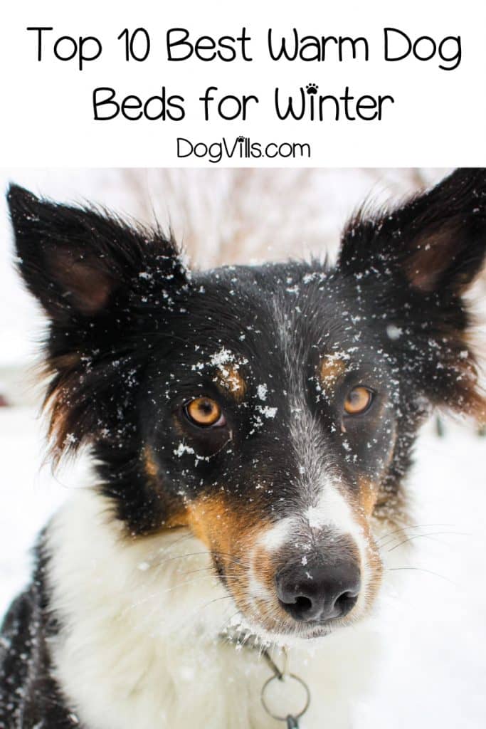 If you’re looking for the best warm dog beds for winter, I’ve got you covered! Read on for our top 10 picks on Amazon and Chewy!