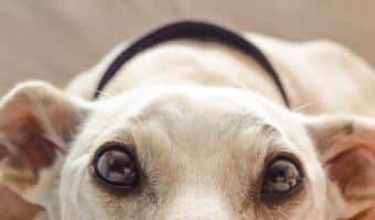 Are you looking for some dog dandruff home remedies to relieve your pooch’s itchy skin? Read on for 5 natural tips that can help!