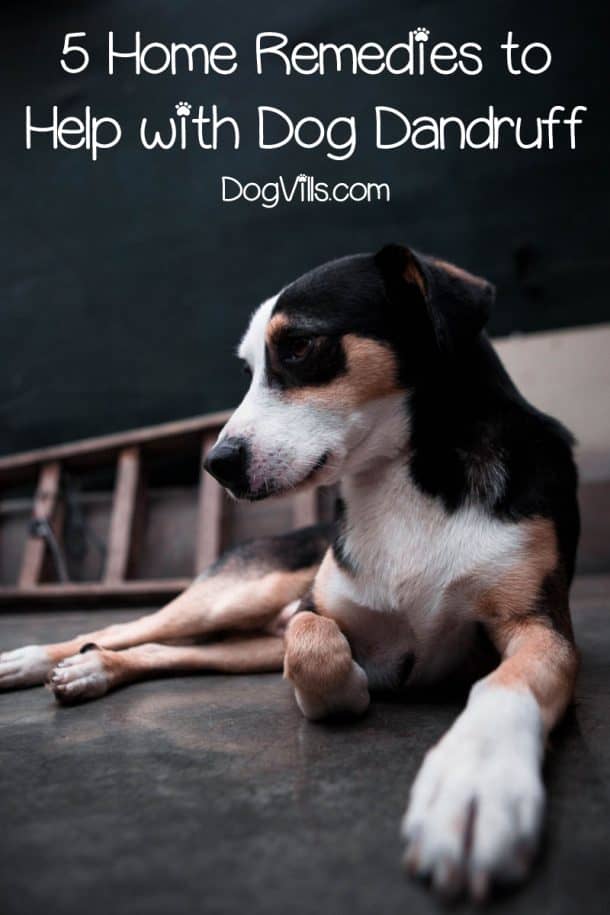 5 Dog Dandruff Home Remedies to Get Relief from Itchy Skin