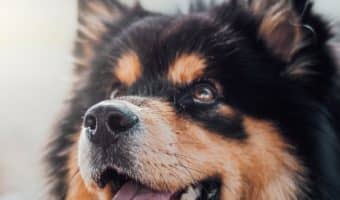 Looking for a Barksbar Snuggly Sleeper Review to help you decide whether it's a good dog bed for your pup? Read on for the features, pros and cons!