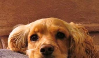 Looking for the best dog beds for Cocker Spaniels? From elevated cots with legs to cozy little caves to super-strong chew-resistant beds, I've got you covered!