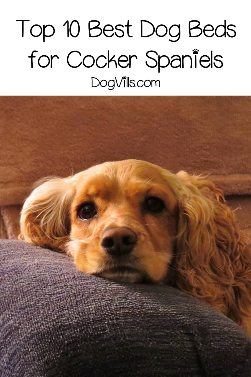 Top 10 Best Dog Beds for Cocker Spaniels DogVills