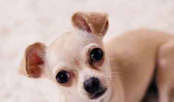 Looking for the best puppy beds? How about the cutest? We've got you covered on both counts! Check out our top 10 favorites!