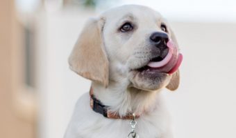 If you're looking for a complete guide to choosing the best puppy food, we've got you covered! Read on for everything you need to know!