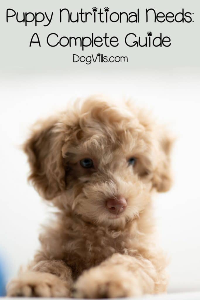 Learn about the nutritional needs of your new puppy, plus find out our top 10 picks for the best puppy food.