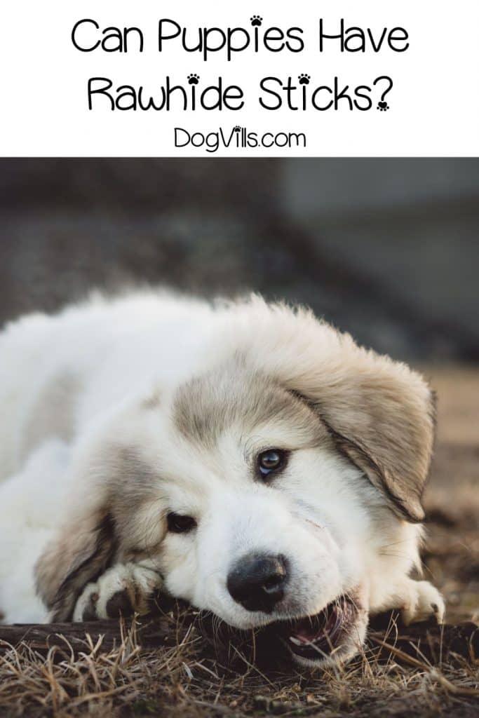 What Age Can Puppies Have Rawhide What Age Can Puppies Have Rawhide Chews