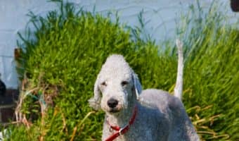 Looking for the coolest dog breeds on the planet? While all dogs are awesome, these 10 breeds are truly among the most unique! Check them out!