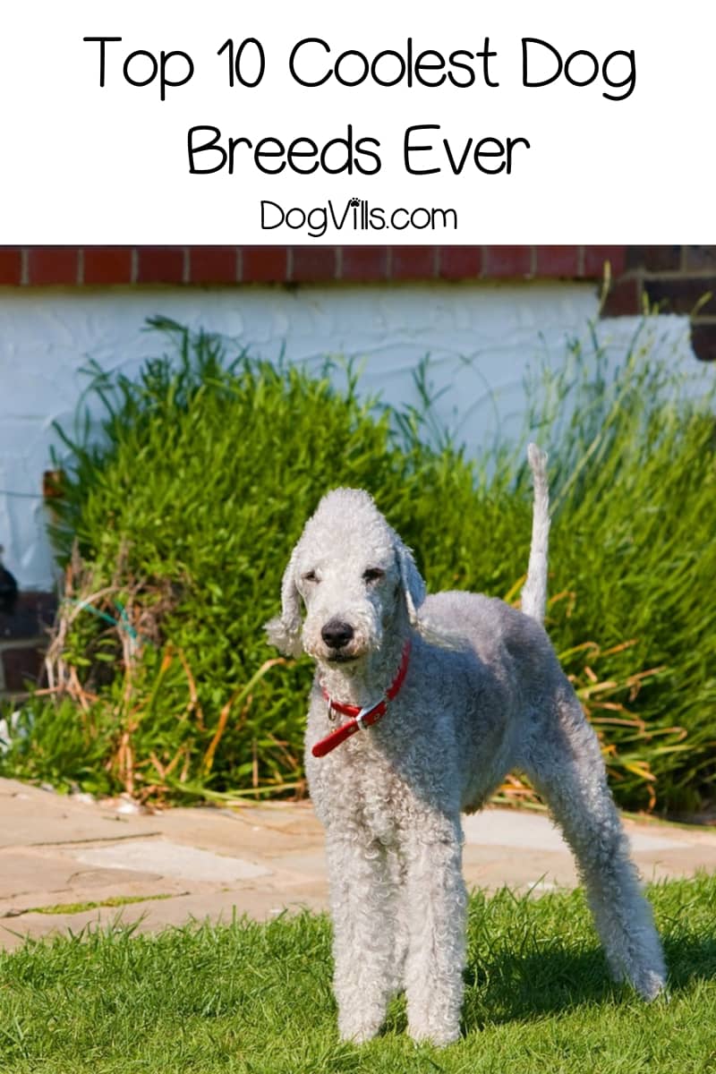 Top 10 Most Unique & Coolest Dog Breeds - DogVills