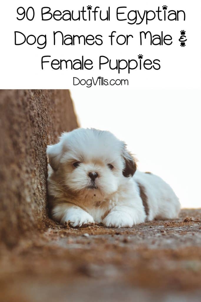 90 Beautiful Egyptian Dog Names for Male & Female Pups DogVills