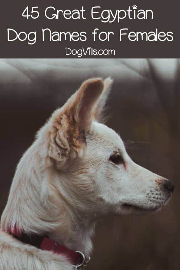 90 Beautiful Egyptian Dog Names for Male & Female Pups DogVills