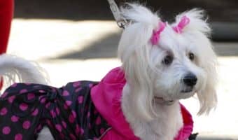 If you're looking for the best funny girl dog names, you’ll laugh out loud at our list of 80 hilarious ideas! Check it out!