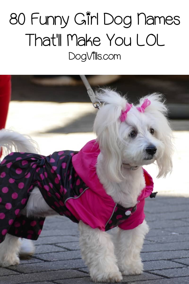 80 Funny Girl Dog Names That Will Make You LOL - DogVills