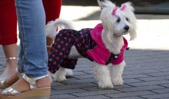 If you're looking for the best funny girl dog names, you’ll laugh out loud at our list of 80 hilarious ideas! Check it out!