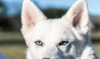 Can you guess the most stubborn and the least stubborn dog breeds? Think about it, then check out our list with the top 5 of each to see if you're right!