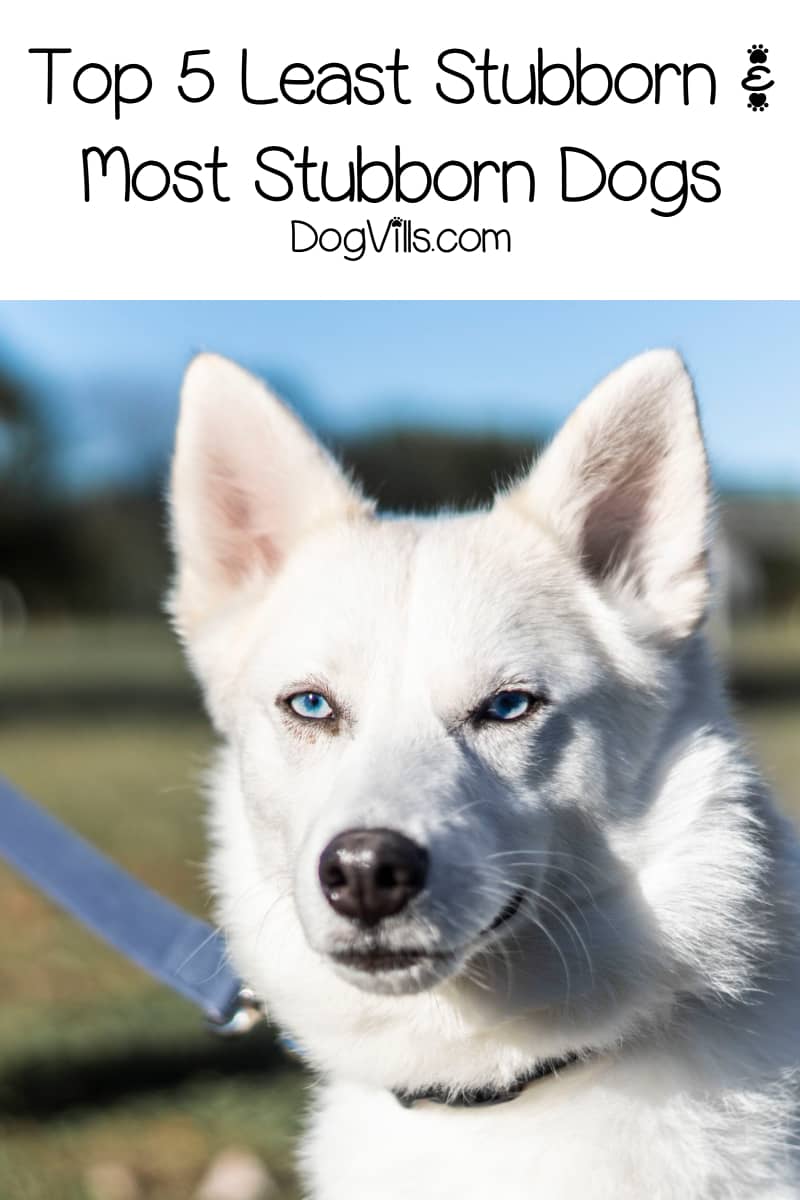 sled dog harness amazon